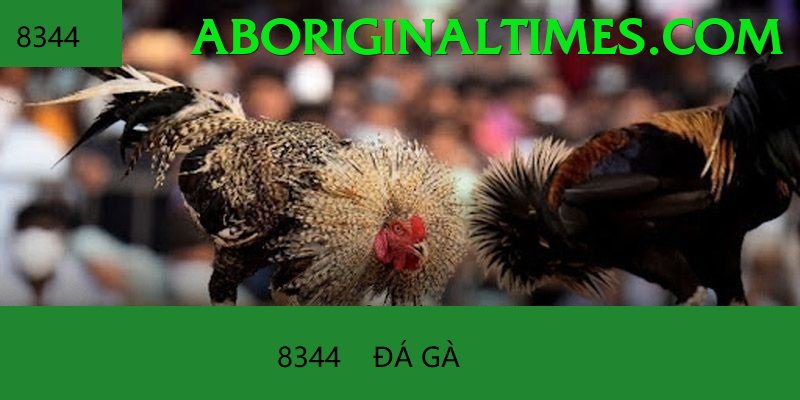 Đá Gà Trực Tiếp - 789BET